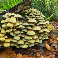 Sulphur Tuft 1 